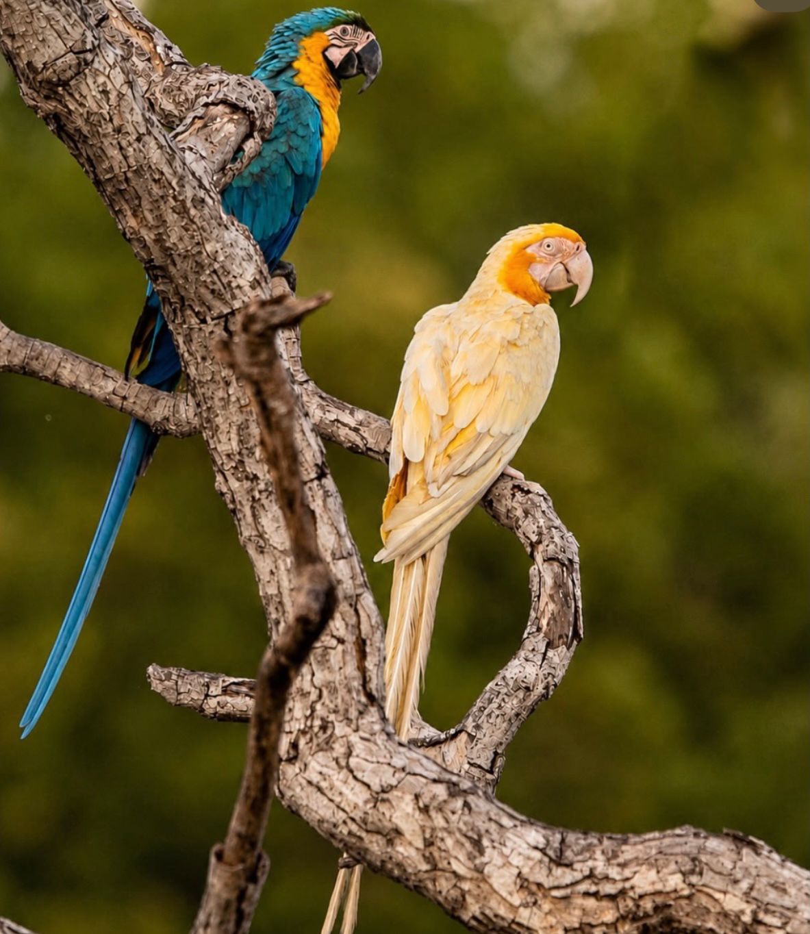 Arara rara com penas claras intriga moradores de Aliança